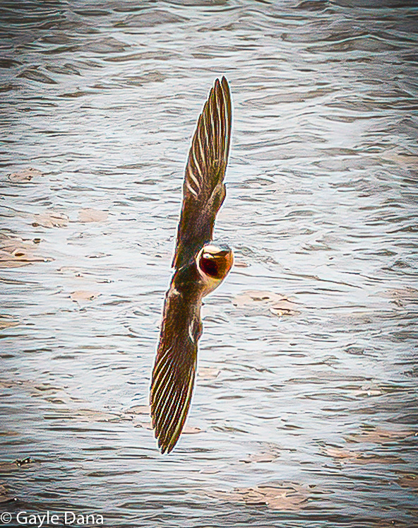 Cliff Swallow